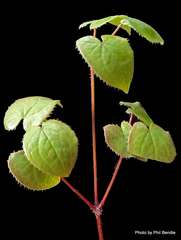 Epimedium × versicolor