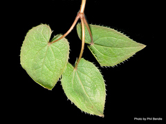 Epimedium × versicolor