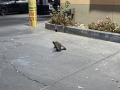 Accipiter cooperii