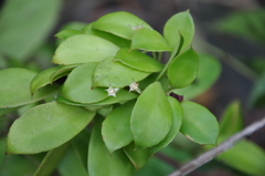 Codonanthopsis uleana