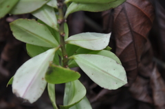 Codonanthopsis uleana