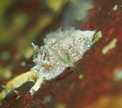 Goniodoris castanea