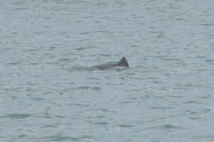 Cephalorhynchus heavisidii