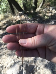 Pinus arizonica