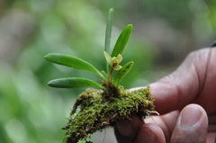 Image of Maxillaria brachybulbon