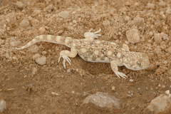 Ptenopus garrulus