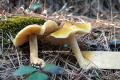 Tricholoma fumosoluteum