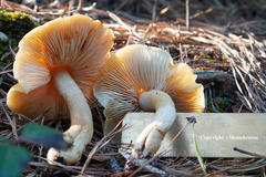 Tricholoma fumosoluteum