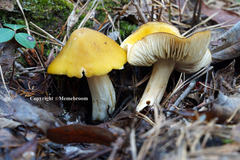 Tricholoma fumosoluteum