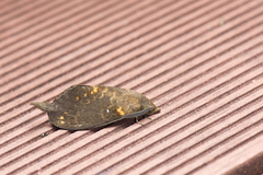 Dendrolimus kikuchii