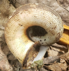 Calaperostoma