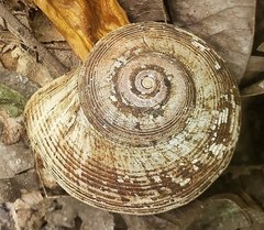 Calaperostoma