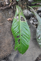 Anthurium hacumense