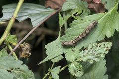 Thyatira batis formosicola