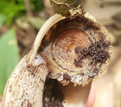 Calaperostoma