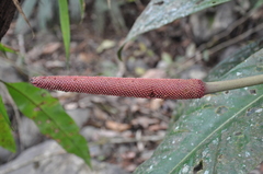 Anthurium hacumense