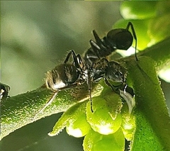 Dolichoderus bispinosus