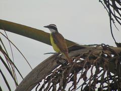 Pitangus sulphuratus