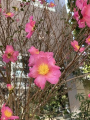 Camellia hiemalis