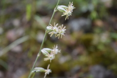 Silene scouleri