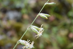 Silene scouleri