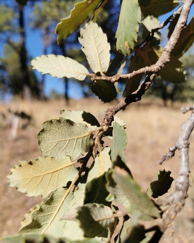 Quercus convallata