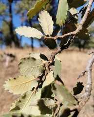 Quercus convallata