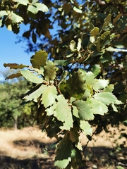 Quercus convallata
