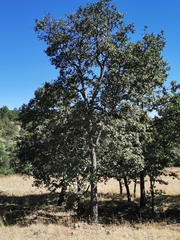 Quercus convallata