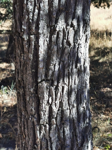 Quercus convallata