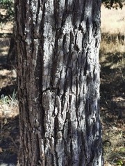 Quercus convallata