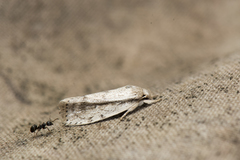 Synchalara