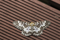 Pogonopygia nigralbata