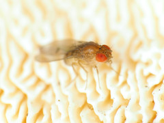 Drosophila tripunctata
