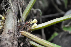 Trichodrymonia flava