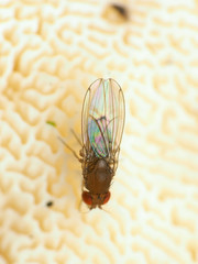 Drosophila tripunctata