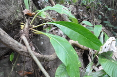Trichodrymonia flava