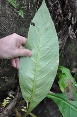 Trichodrymonia flava