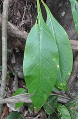 Trichodrymonia flava