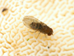 Drosophila tripunctata