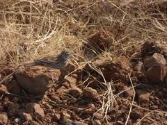 Mirafra erythroptera