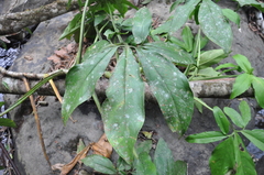 Image of Syngonium macrophyllum