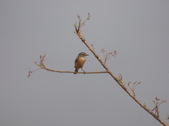 Saxicola maurus