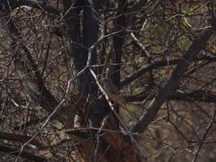 Emberiza buchanani
