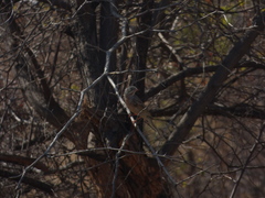 Emberiza buchanani
