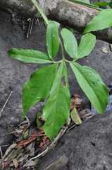 Syngonium macrophyllum