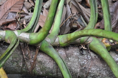 Syngonium macrophyllum
