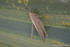 Schistocerca impleta