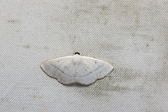 Lomographa claripennis