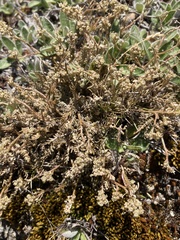 Lepidium solandri